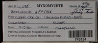 Badhamia affinis image